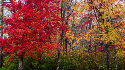 Autumn Falls on New England by Constantine
