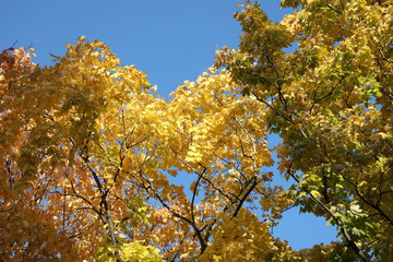 autumn leaves against blue sky