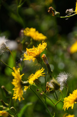 Canola Flower in Bloom
