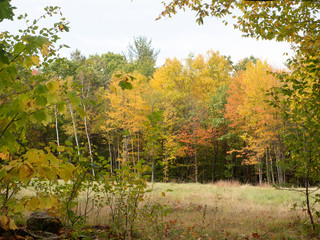 Autumn Falls on New England by Constantine