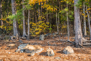 Rocks and trees along the shore