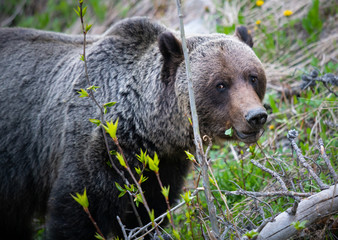Grizzly bear in the wild
