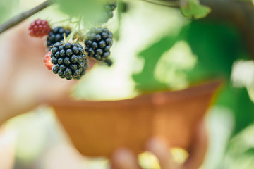 Ripe blackberries close up on a branch at the summer garden. On the background women hands picking ripe blackberries. Blackberry in the garden. Harvesting concept.