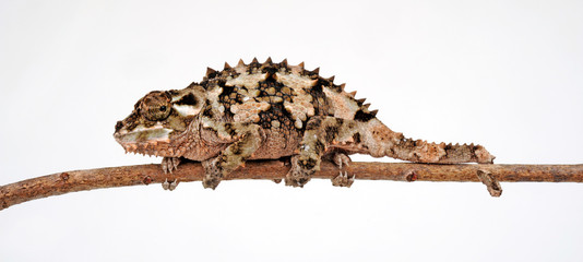 Spiny-flanked chameleon / Seitenstachelchamäleon (Trioceros laterispinis) © bennytrapp