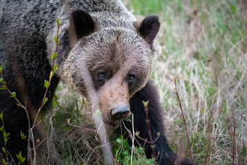 Grizzly bear in the wild