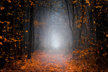 Mysterious pathway. Footpath in the dark, foggy, autumn,  forest with high trees. Arch through the autumn misty forest with yellow leaves.