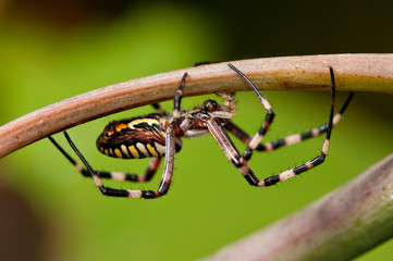 asp spider Argiope bruennichi . Black and yellow stripe Argiope bruennichi wasp spider
