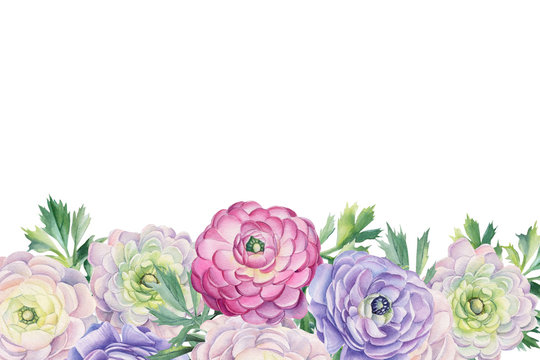 Greeting card, invitation. Flowers ranunculus, isolated white background, watercolor illustration