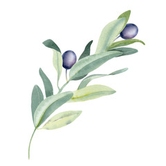 Hand paint watercolor Illustration of olive branches and leaves on white background. Perfect for creating cards, print, wedding and fashion design.  