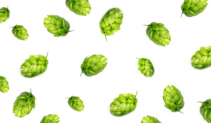 Fresh green hop, isolated on a white background. Hop cones for making beer and bread. Close up....