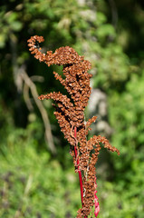 A Small Brown Plant