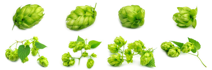 Fresh green hop branch, isolated on a white background. Hop cones for making beer and bread. Close up. High quality photo