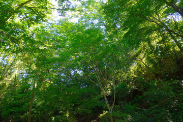 等々力渓谷/Todoroki Valley・Tokyo Setagaya