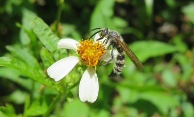 Tropical scoliid wasp on Florida wildflowers, closeup