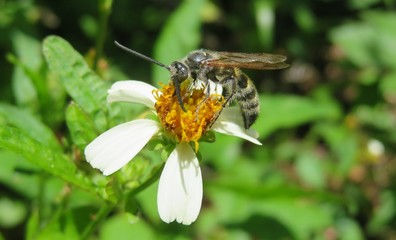 Tropical scoliid wasp on spanish needles flower in Florida nature, closeup