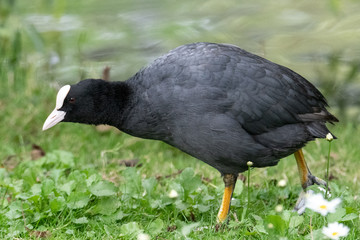 a portrait of a common Eurasian coot scavenging for food in grasses