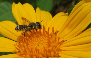 Tropical soaring bee on yellow flower in Florida nature, closeup