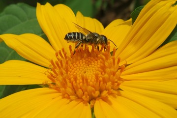 Tropical soaring bee on yellow flower in Florida nature, closeup 