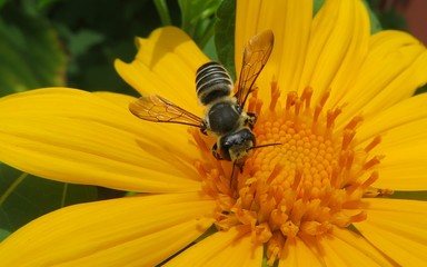 Tropical soaring bee on yellow flower in Florida nature, closeup