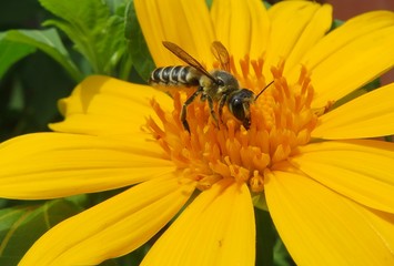 Tropical soaring bee on yellow flower in Florida nature, closeup
