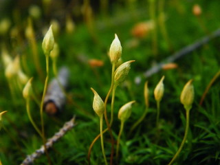 wild flower in the grass