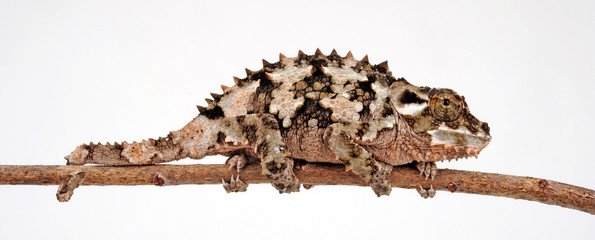 Spiny-flanked chameleon / Seitenstachelchamäleon (Trioceros laterispinis) © bennytrapp