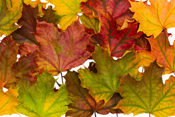 Naklejka na ściany i meble Bright colored dry fallen maple leaves lie on top of each other