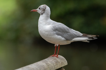 A portrait of a common Black-Headed Gull as it sits on a wooden perch