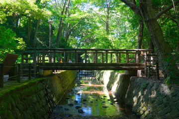 Obraz premium 等々力渓谷/Todoroki Valley・Tokyo Setagaya