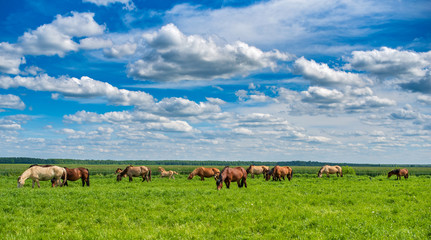 Naklejka na ściany i meble A herd of horses grazes on a summer pasture, under blue skies and beautiful clouds.
