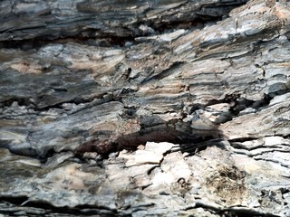 Relief of the bark. Texture of the tree. Old tree texture background template.