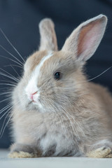 Coniglio nano - Purupù