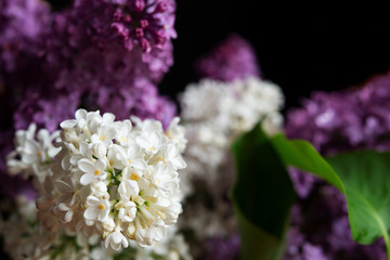 Blossom white and purple lilac close up isolated on the black background.