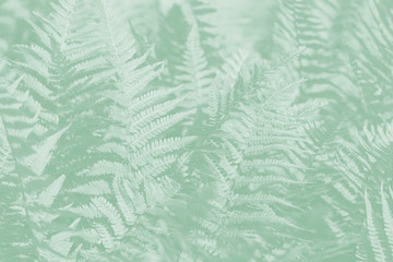 Light green fern leaves on a pale green background.