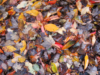 Fallen autumn leaves for background