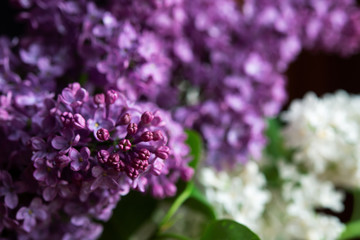 Blossom white and purple lilac close up isolated on the black background.