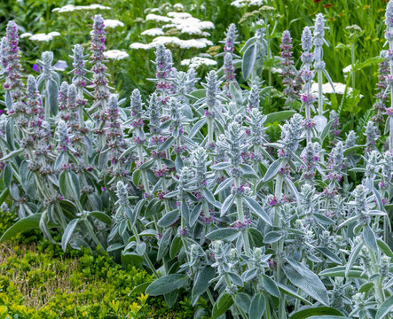 Flowers in the garden. Lamb’s ears, Stachys byzantina or Stachys olympica 