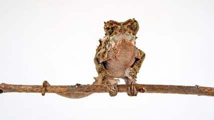 Spiny-flanked chameleon / Seitenstachelchamäleon (Trioceros laterispinis) © bennytrapp