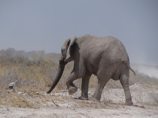 an elephant in the namibian savanna