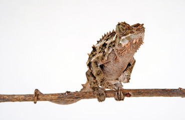 Spiny-flanked chameleon / Seitenstachelchamäleon (Trioceros laterispinis) © bennytrapp