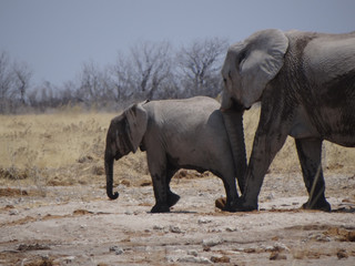 an elephant cub with his mother