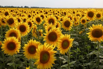  Beautiful yellow sunflower field with seeds Sunflower seeds