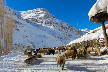 Naklejka premium sheep in the snow