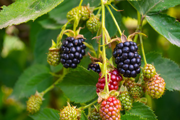 black and red blackberries ripen on the bush