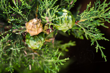 Evergreen tree canopy in summer 