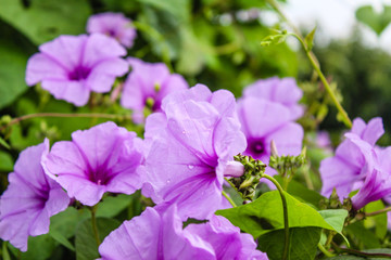 Flor de Jetirana típica no nordeste do Brasil