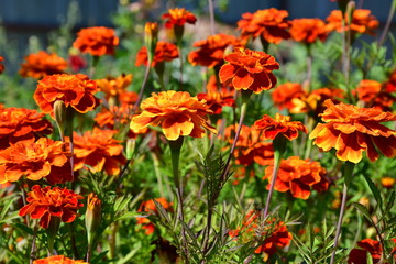 Blooming marigolds on a flower bed on a sunny day.