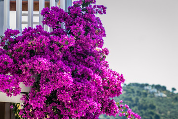 Fototapeta na wymiar Pink flowers of Nerium - oleander on the fence of a house in Greece 