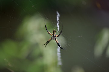 spider on a web