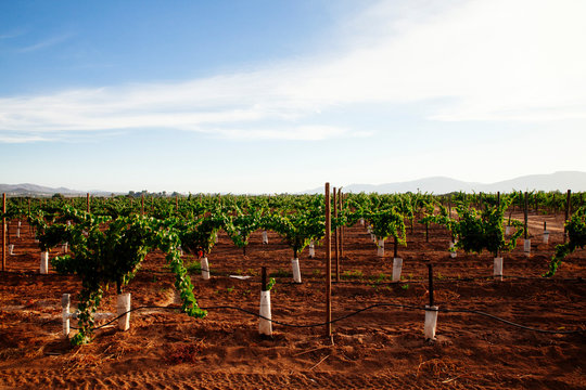 Vi&ntilde;edos en Valle de Guadalupe
